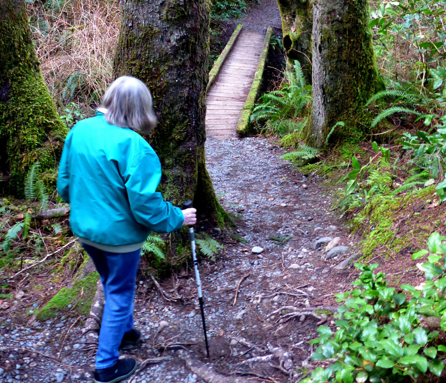 Trail in woods